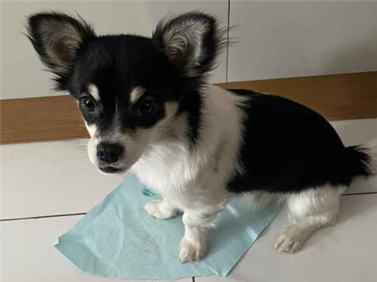 Cachorro cão para adoção Macho Pequeno 1 ano 