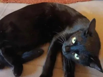 Gato SRD-ViraLata Pequeno 2-a-6-meses