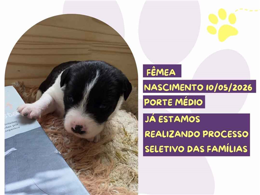 Cachorro cão para adoção Fêmea Médio  Abaixo de 2 meses 