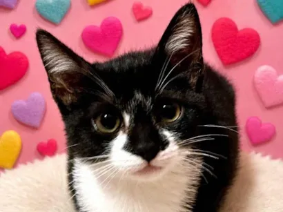 Gato SRD-ViraLata Pequeno 2-a-6-meses