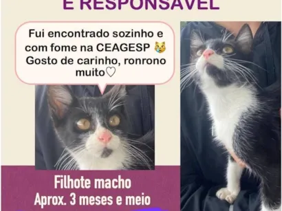 Gato SRD-ViraLata Pequeno 2-a-6-meses