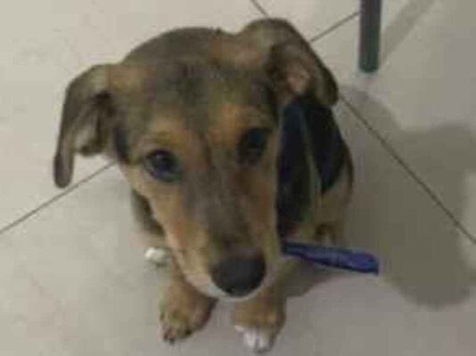 Cachorro cão para adoção Macho Pequeno 2 a 6 meses 