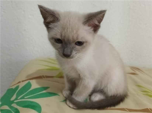 Gato para adoção Fêmea Pequeno 2 a 6 meses
