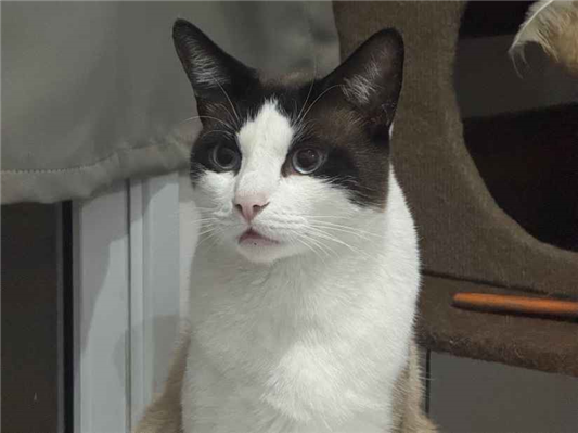 Gato para adoção Ambos Médio 1 ano