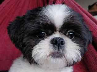 Cachorro cão para adoção Macho Pequeno 2 anos 