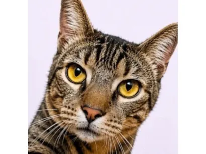 Gato SRD-ViraLata Pequeno 1-ano