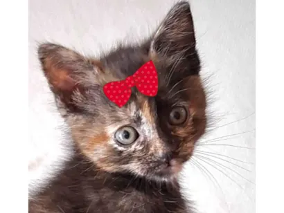 Gato SRD-ViraLata Pequeno 2-a-6-meses