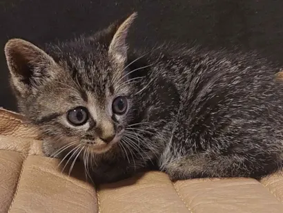 Gato SRD-ViraLata Pequeno Abaixo-de-2-meses