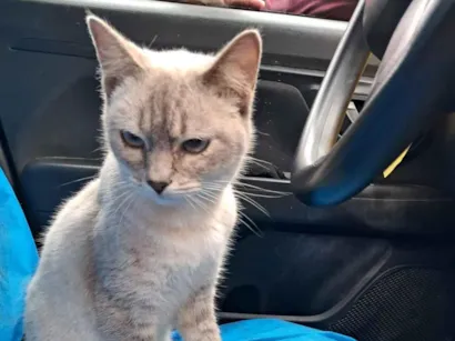 Gato SRD-ViraLata Medio 2-a-6-meses
