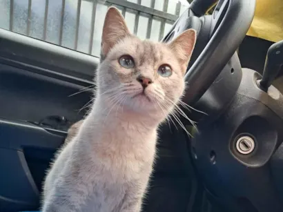 Gato SRD-ViraLata Medio 2-a-6-meses