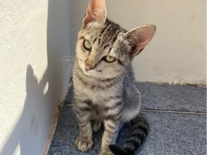 Gato SRD-ViraLata Pequeno 2-a-6-meses