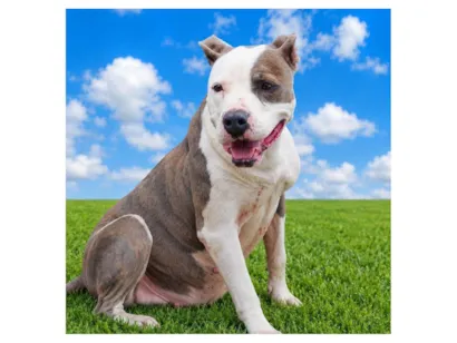 Cao Pit-Bull Medio 3-anos