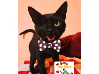 Gato SRD-ViraLata Pequeno 2-a-6-meses