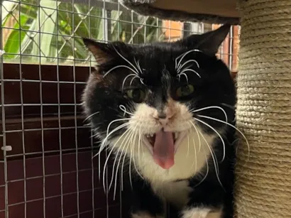 Gato SRD-ViraLata Medio 5-anos