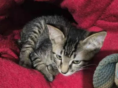 Gato SRD-ViraLata Pequeno 2-a-6-meses