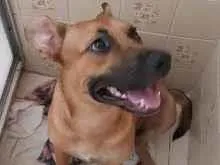 Cao SRD-ViraLata Medio 3-anos