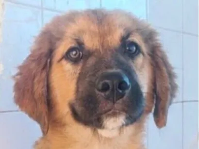 Cao Labrador  Medio 2-a-6-meses