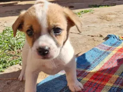 Cao SRD-ViraLata Pequeno Abaixo-de-2-meses