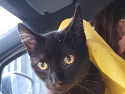 Gato SRD-ViraLata Pequeno 2-a-6-meses