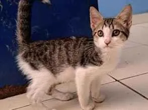 Gato SRD-ViraLata Pequeno 2-a-6-meses