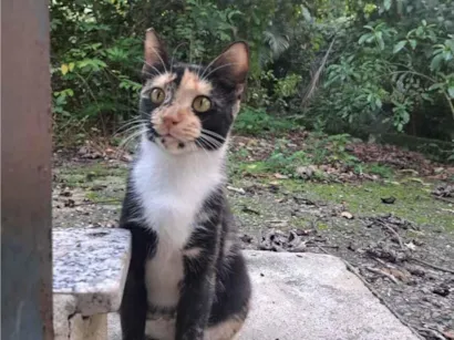 Gato SRD-ViraLata Pequeno 1-ano
