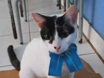 Gato SRD-ViraLata Pequeno 1-ano