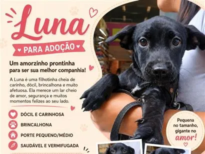 Cao SRD-ViraLata Pequeno 2-a-6-meses