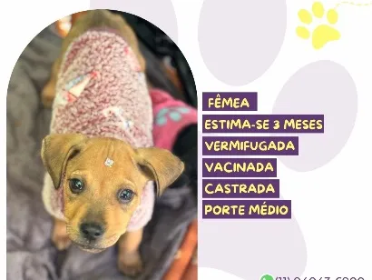 Cao SRD-ViraLata Medio 2-a-6-meses