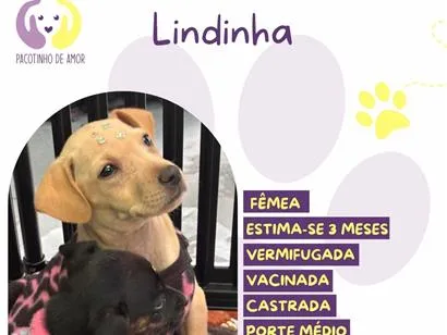 Cao SRD-ViraLata Medio 2-a-6-meses