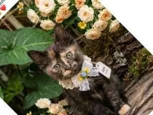 Gato SRD-ViraLata Pequeno Abaixo-de-2-meses