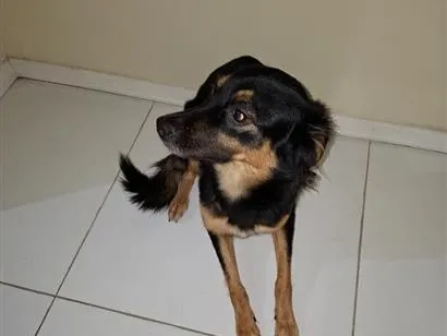 Cao SRD-ViraLata Pequeno 2-a-6-meses