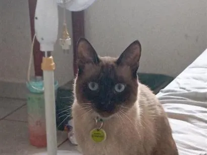 Gato Siamês Medio 1-ano