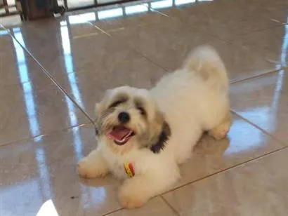 Cao Lhasa Apso Pequeno 6-anos-Acima