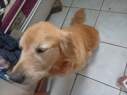 Cao Labrador Grande 6-anos-Acima
