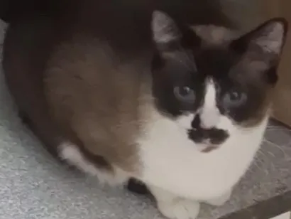 Gato Angorá Medio 2-anos