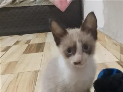 Gato SRD-ViraLata Pequeno 2-a-6-meses