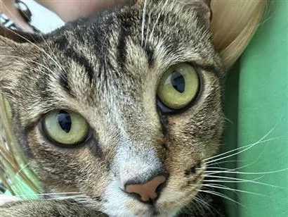 Gato SRD-ViraLata Medio 2-anos