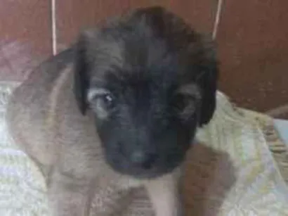 Cao SRD-ViraLata Pequeno Abaixo-de-2-meses