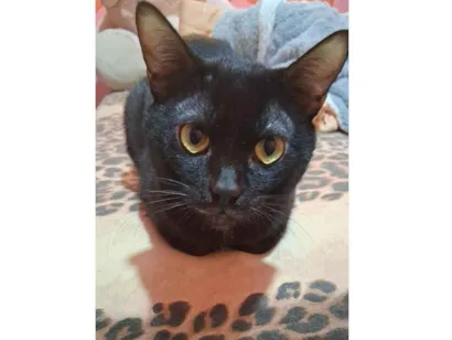 Gato SRD-ViraLata Medio 3-anos