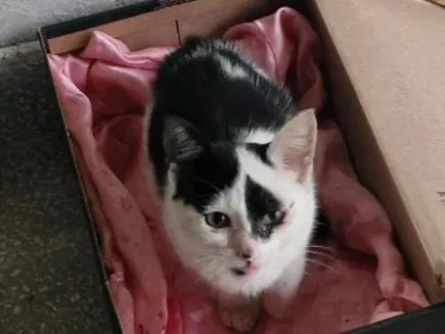 Gato SRD-ViraLata Pequeno 2-a-6-meses