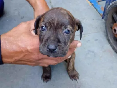 Cao Pit-Bull Pequeno 2-a-6-meses