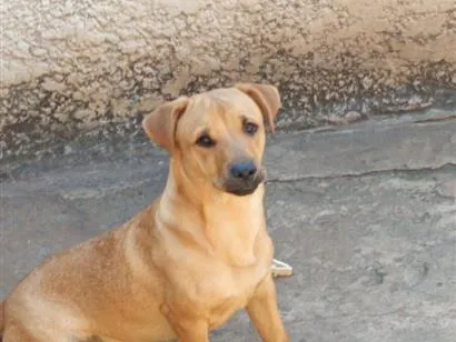 Cao SRD-ViraLata Medio 7-a-11-meses