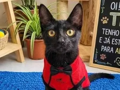 Gato SRD-ViraLata Pequeno 2-a-6-meses