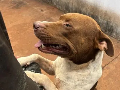 Cao Pit-Bull Grande 3-anos