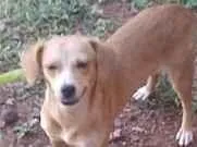Cao SRD-ViraLata Pequeno 1-ano
