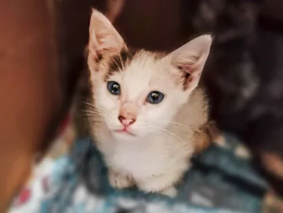 Gato SRD-ViraLata Pequeno 2-a-6-meses