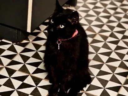 Gato SRD-ViraLata Medio 3-anos