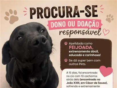 Cao SRD-ViraLata Medio 1-ano