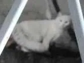 Gato SRD-ViraLata Pequeno 1-ano