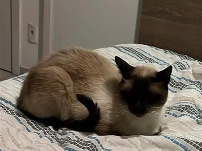 Gato Siamês Pequeno 6-anos-Acima